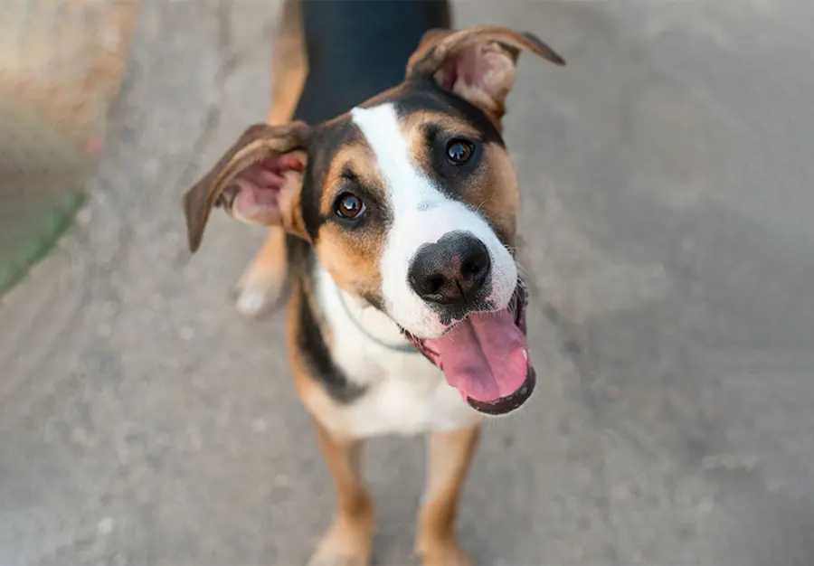 Common Skin & Allergy Concerns in Pets