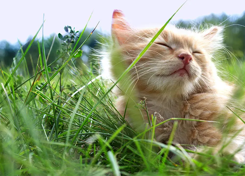 Signs Your Pet May Have a Skin or Allergy Issue