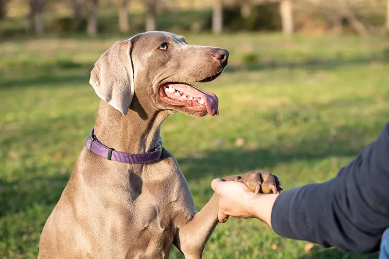Understanding Allergies in Dogs & Cats