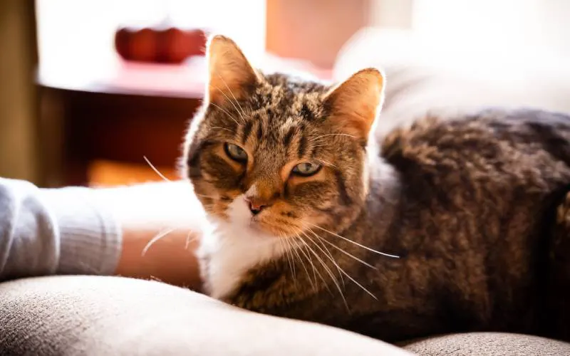 End-of-Life Care & Pet Euthanasia