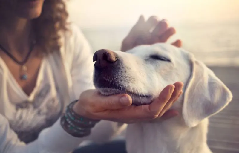 End-of-Life Care Focused on Comfort