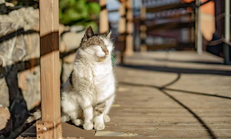 What to Expect During a Euthanasia Appointment