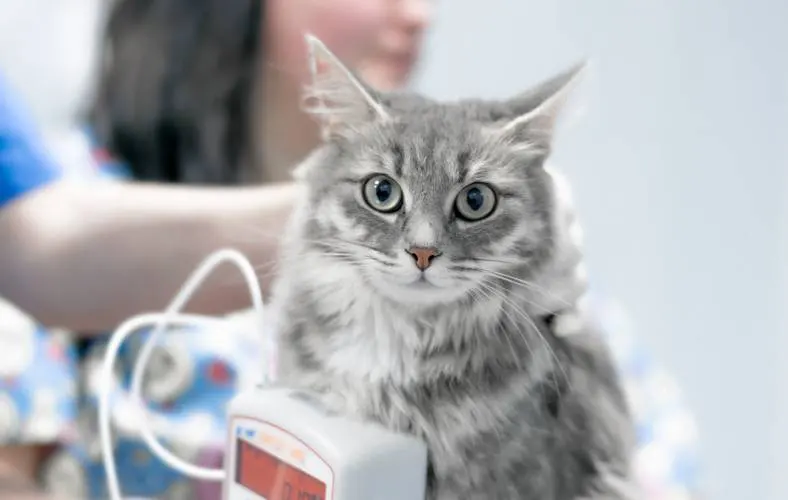 When a Pet’s Condition Changes Suddenly