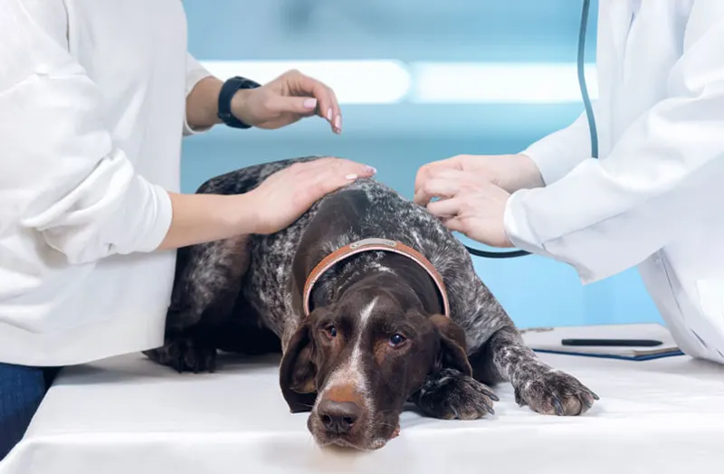 Why Veterinary Diagnostics Matter