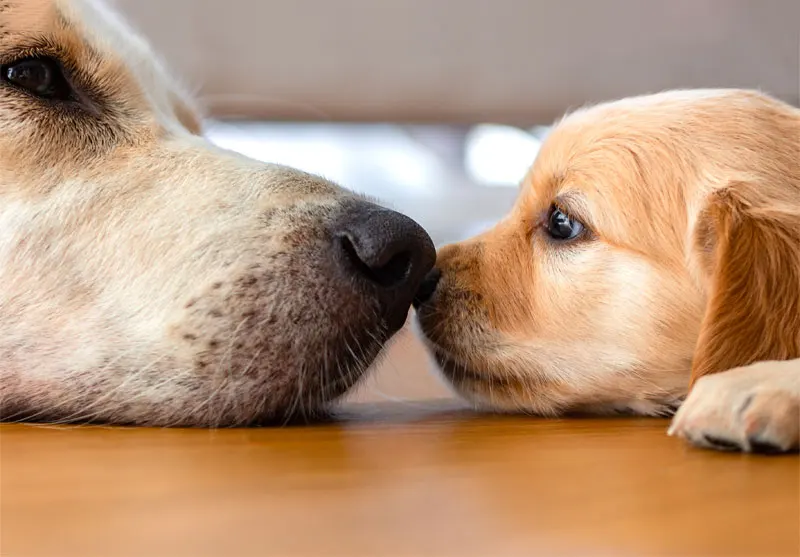 Our In-House Diagnostic Services