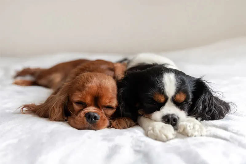 Why Healthy Pets May Need Diagnostic Testing