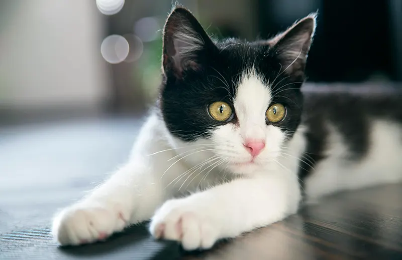 Complete Diagnostic Care in Bonner Springs