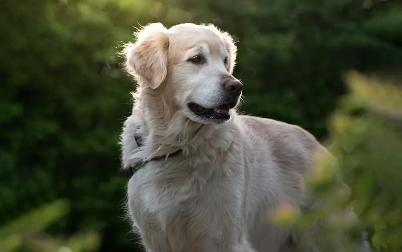 Scheduling Diagnostic Testing in Bonner Springs