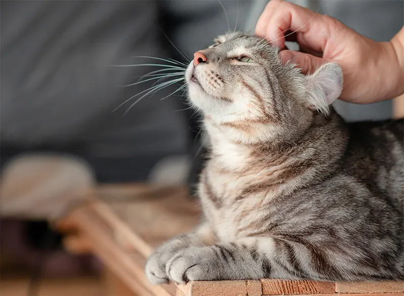 Conditions Commonly Treated Through Internal Medicine