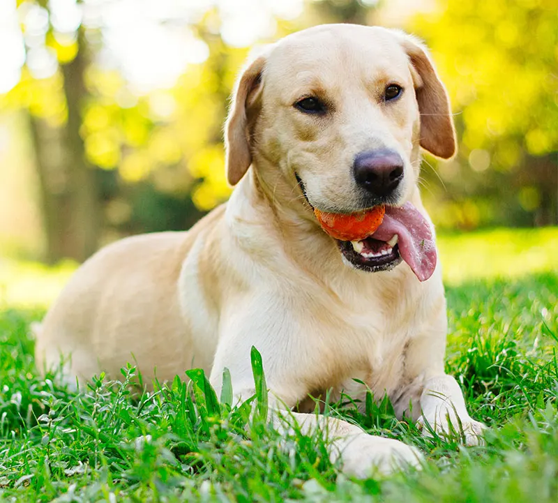 Diagnostic Imaging & Radiology (X-Rays)