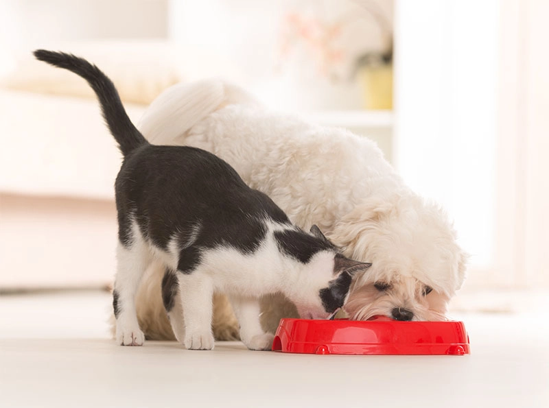 Nutritional Counseling for Pets