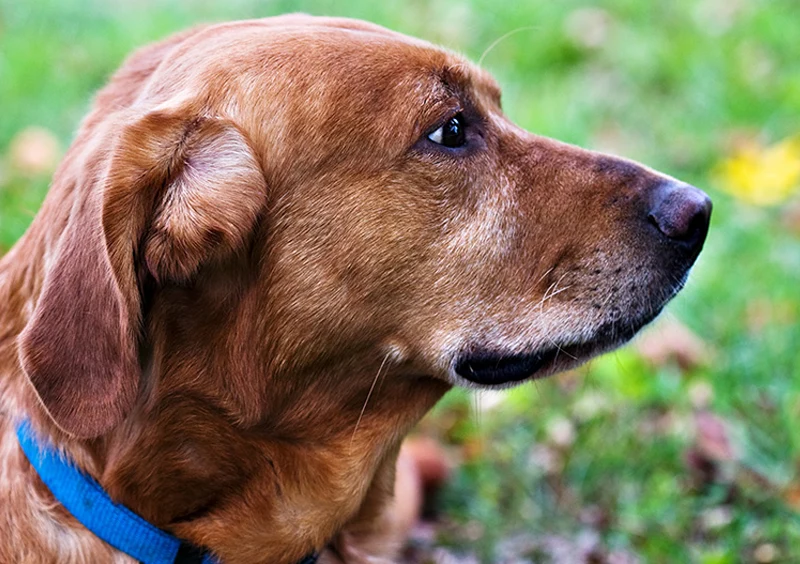 Comprehensive Pain Management Options