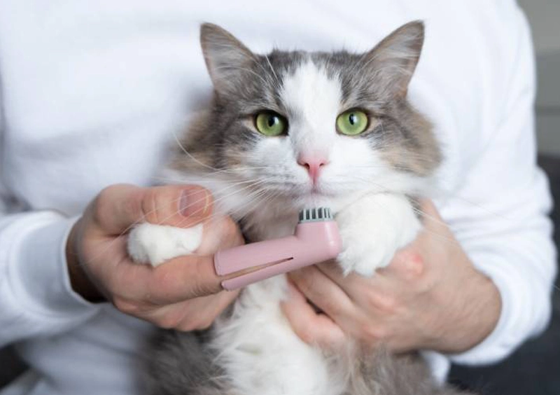 Dental Care For Pets