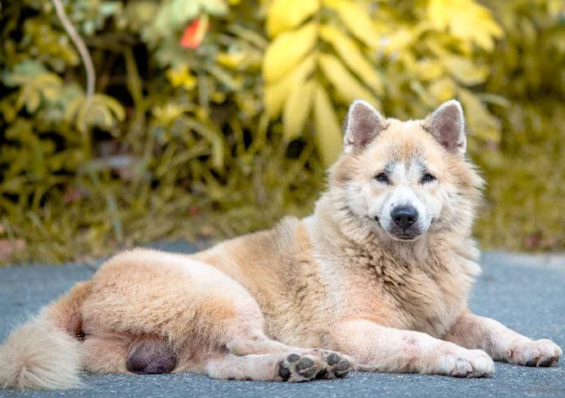 Signs Your Pet May Need Dental Care