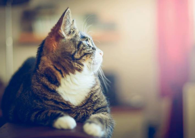 Senior Wellness Exams in Bonner Springs