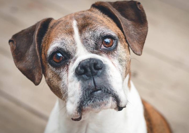 Scheduling Senior Pet Care in Bonner Springs