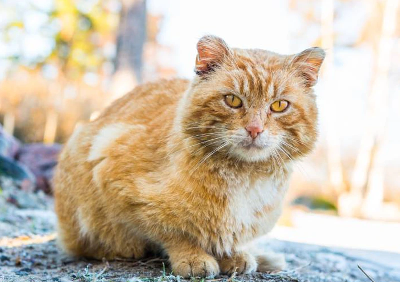 Common Age-Related Conditions in Pets