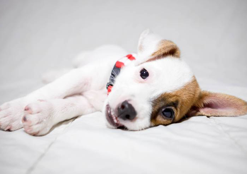 Benefits of Spaying & Neutering