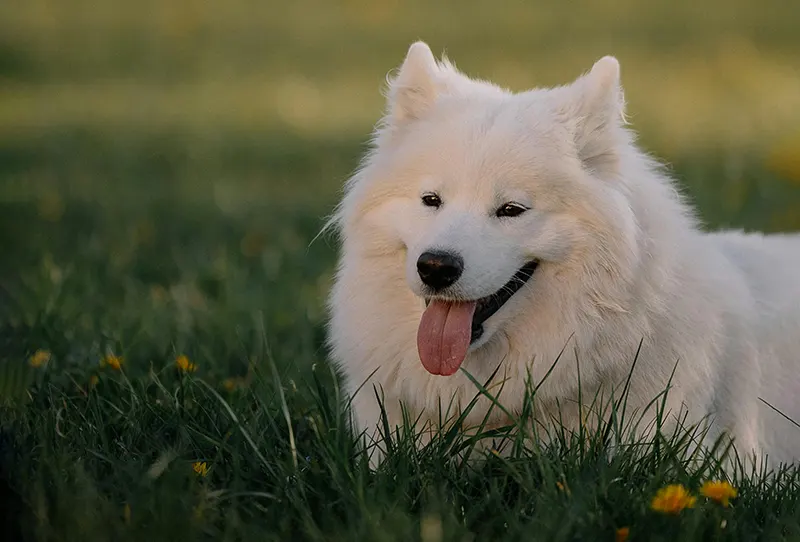 Spay & Neuter Procedures