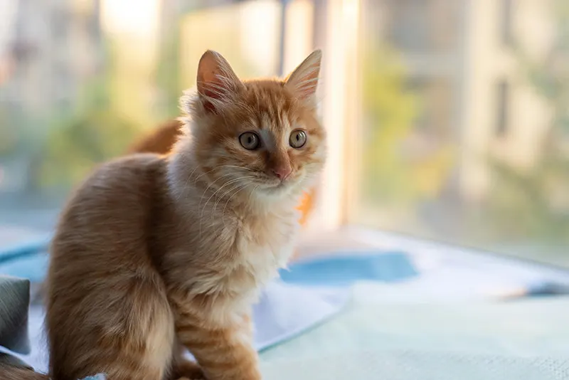 What to Expect When Your Pet Needs Surgery