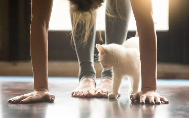 Annual Wellness Exams