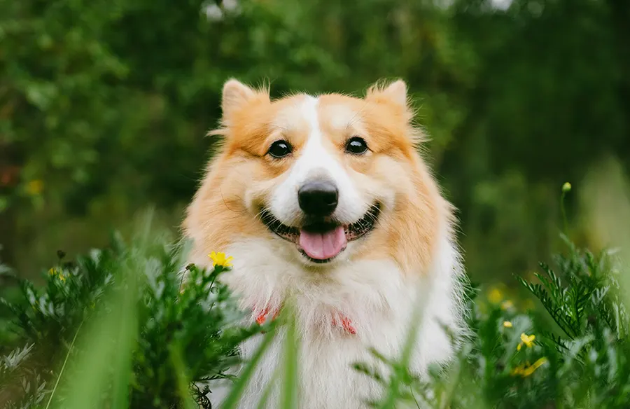 Scheduling Your Pet’s Wellness Exam in Bonner Springs