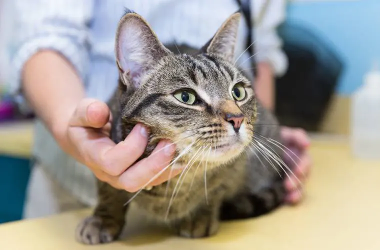 What to Expect During Your Pet’s Wellness Exam