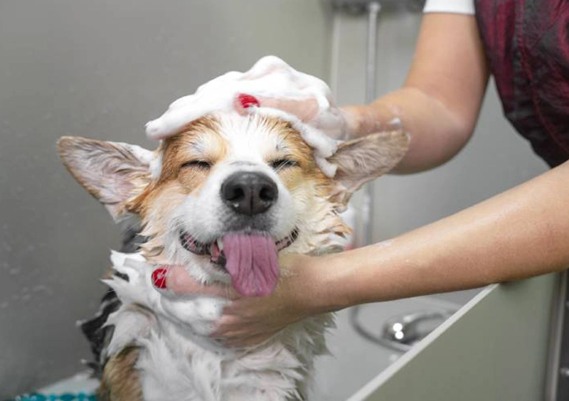 Wellness & Preventative Care For Every Life Stage